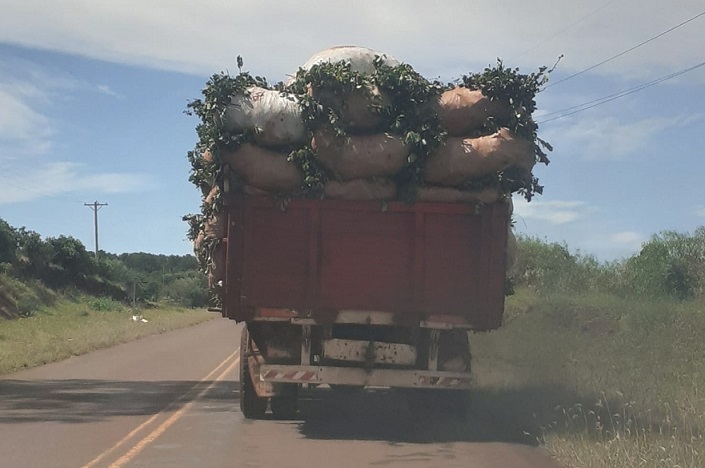 arranco la cosecha