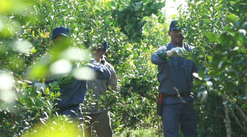 productores yerbateros