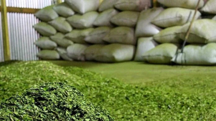 yerba mate inym