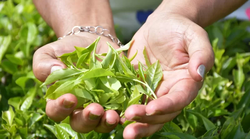 té