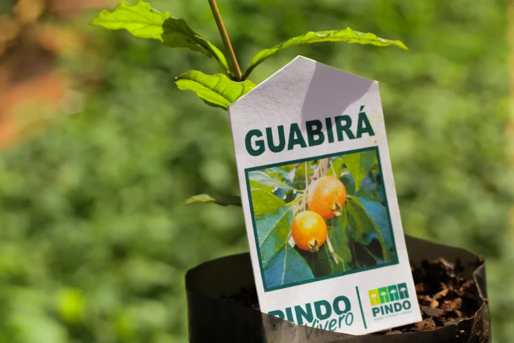 Ejemplar nativo de Guabirá. Gentileza: Pindó S,A.