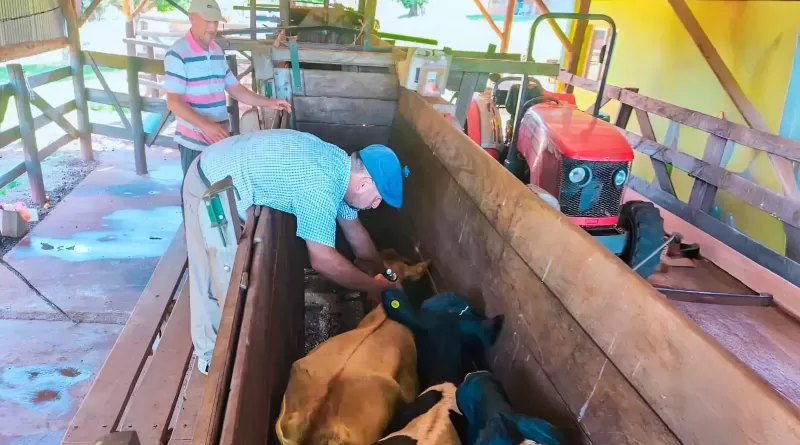 sanidad animal misiones (2)