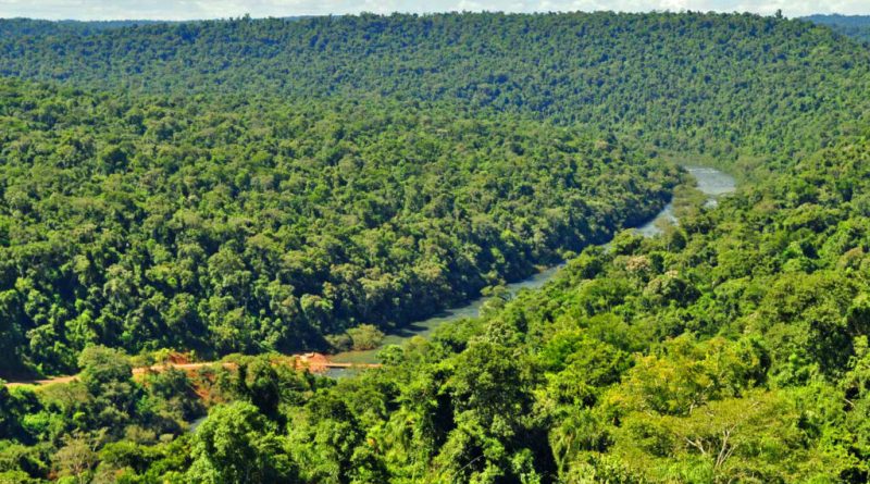 misiones bosque nativo 1024x680 1