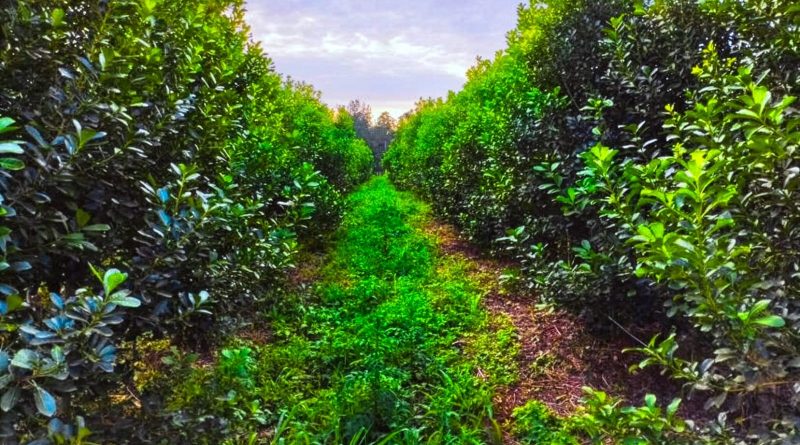 yerba mate orgánica