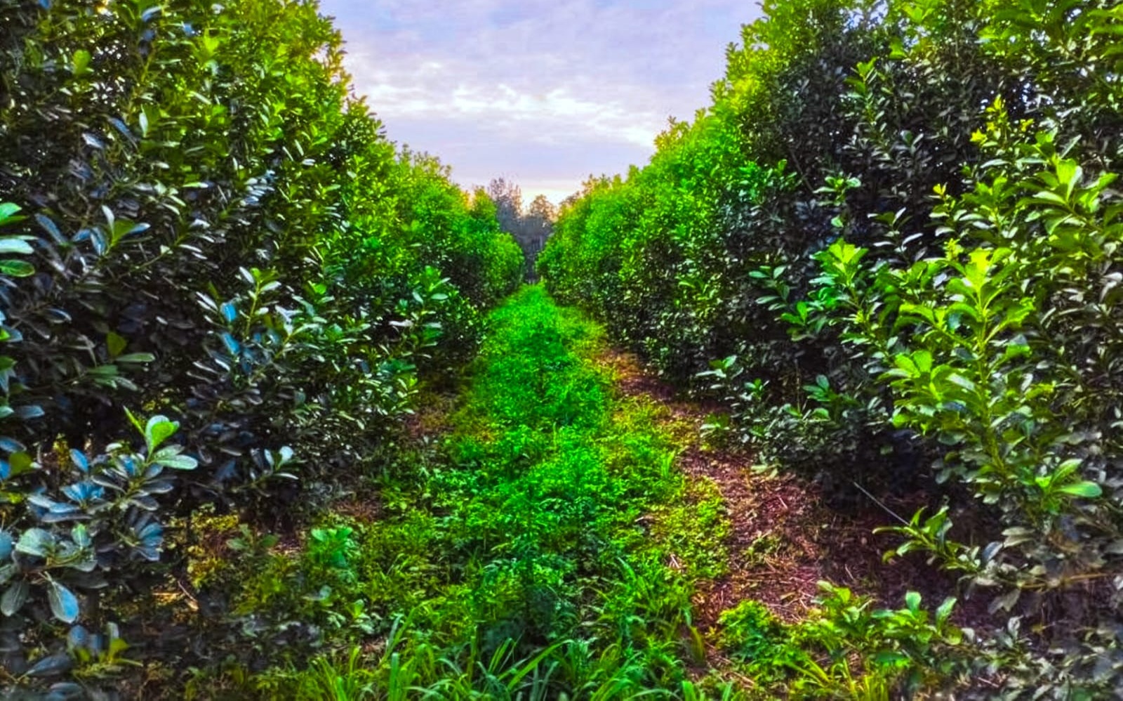 yerba mate orgánica