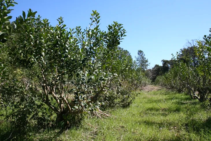 yerba mate produccion plantacion