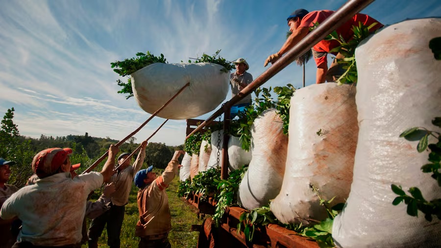 yerba mate desregulación