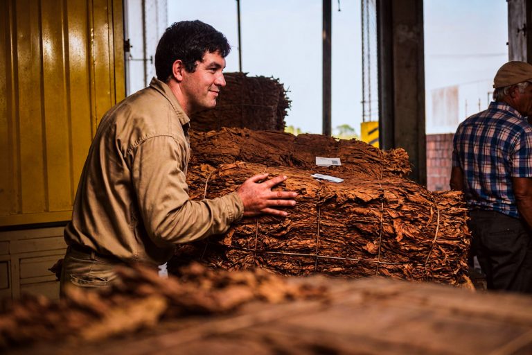 tabaco trabajador acopio
