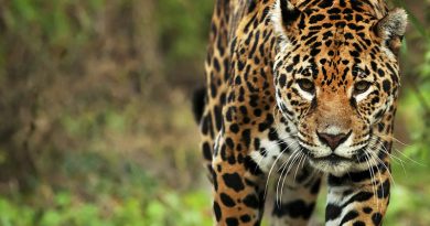 yaguarete panthera onca
