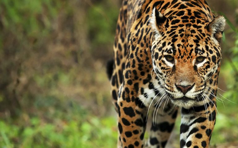 yaguarete panthera onca