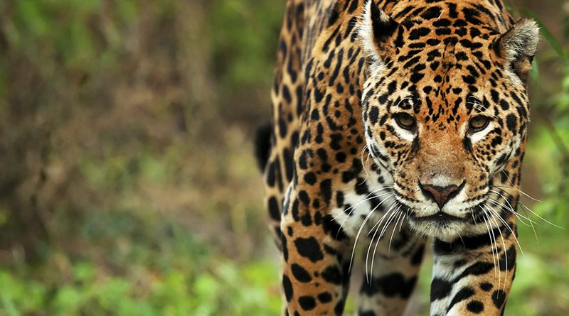 yaguarete panthera onca