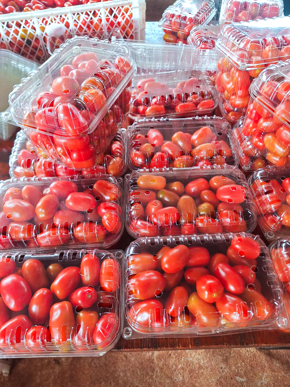 tomates cherry biofábrica 3