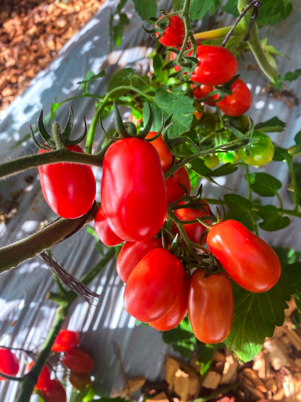 tomates cherry biofábrica 5